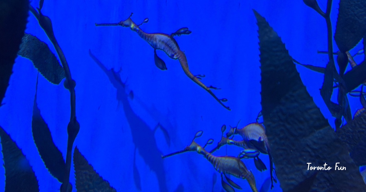 タツノオトシゴ