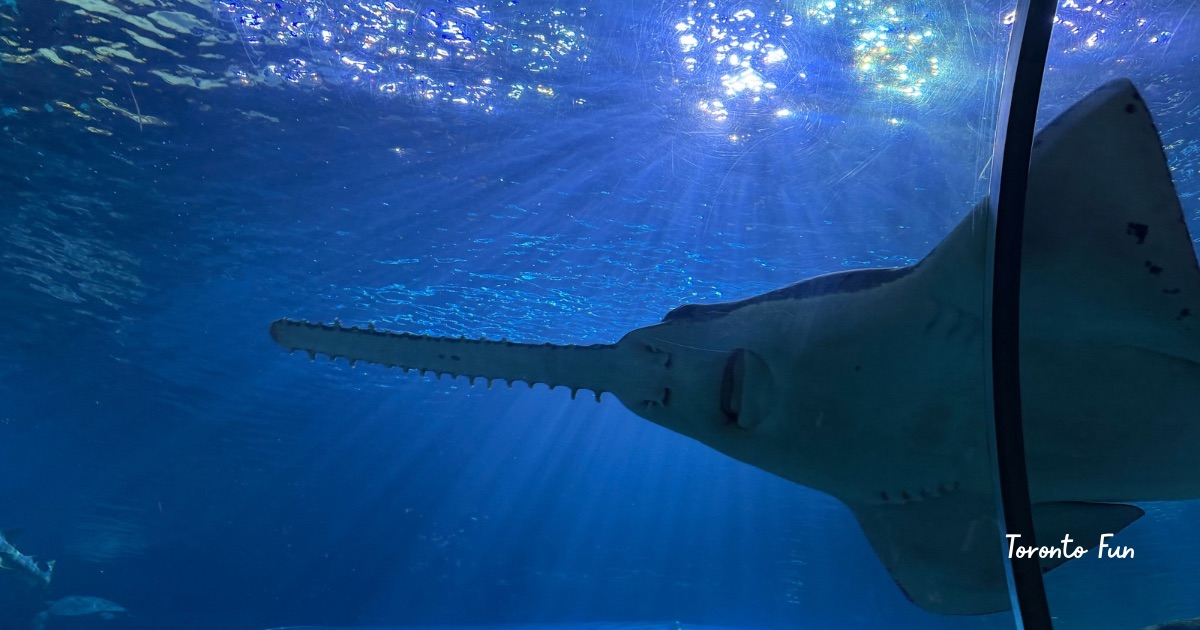 トロント　水族館