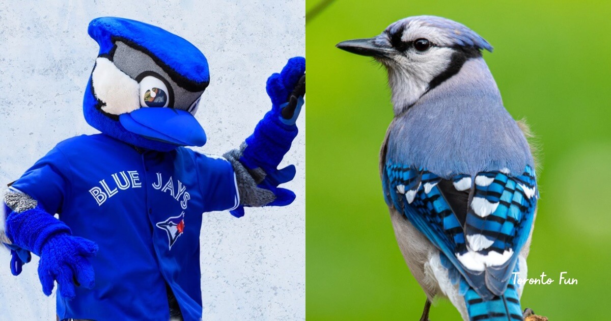 toronto bluejays